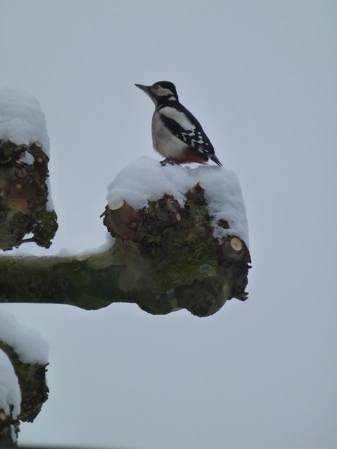 B&B Aan De Burgt Boekel Buitenkant foto